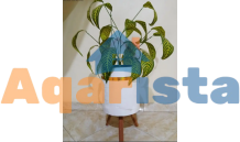 بوت خشبي و الاوراق صناعيه بخامات مستورده