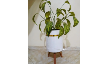 بوت خشبي و الاوراق صناعيه بخامات مستورده